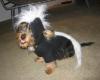 YorkieTalk Halloween 2005 Contest Submissions! Enter here!-yes-4640.jpg
