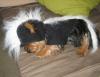 YorkieTalk Halloween 2005 Contest Submissions! Enter here!-yes-4708.jpg