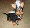 YorkieTalk Halloween 2005 Contest Submissions! Enter here!-img_4662.jpg