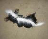 YorkieTalk Halloween 2005 Contest Submissions! Enter here!-maybe-4689.jpg