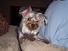 Yorkie or Silky Terrier?-100_0899-600-x-450-.jpg