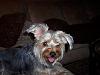 Yorkie or Silky Terrier?-100_0909-600-x-450-.jpg