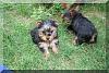 Look at the baby girl that I rescued!!!-mahli.jpg