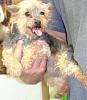 out of curiousity; how much was your yorkie?-yorkierescuegirl.1..jpg