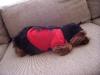 YorkieTalk Halloween 2005 Contest Submissions! Enter here!-100_0708.jpg
