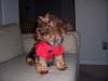 YorkieTalk Halloween 2005 Contest Submissions! Enter here!-100_1554.jpg