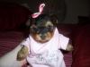 YorkieTalk Halloween 2005 Contest Submissions! Enter here!-100_1573.jpg