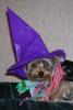 YorkieTalk Halloween 2005 Contest Submissions! Enter here!-cute-witch.jpg