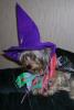 YorkieTalk Halloween 2005 Contest Submissions! Enter here!-zoomie-witch.jpg