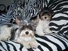 Spanky and Darla update-4_5_08-good.jpg