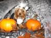 YorkieTalk Halloween 2005 Contest Submissions! Enter here!-twinkieskunk1.jpg