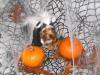 YorkieTalk Halloween 2005 Contest Submissions! Enter here!-twinkieskunk2.jpg