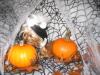 YorkieTalk Halloween 2005 Contest Submissions! Enter here!-twinkieskunk3.jpg