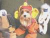 YorkieTalk Halloween 2005 Contest Submissions! Enter here!-monkeys3.jpg