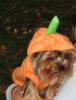 YorkieTalk Halloween 2005 Contest Submissions! Enter here!-pumpkin4.jpg