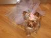 YorkieTalk Halloween 2005 Contest Submissions! Enter here!-woodlandfairy.jpg