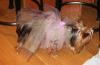 YorkieTalk Halloween 2005 Contest Submissions! Enter here!-woodlandfairy2.jpg