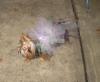 YorkieTalk Halloween 2005 Contest Submissions! Enter here!-woodlandfairy3.jpg