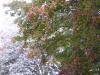 Yuck!  Snow already!!  Pictures of leaves just changing with snow falling-snow10-25-3-600-x-450-.jpg