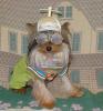 YorkieTalk Halloween 2005 Contest Submissions! Enter here!-gadget.jpg