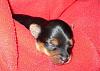 Update of Lily and her Pup: Daisy 10 Days-p1030255.jpg