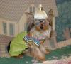 YorkieTalk Halloween 2005 Contest Submissions! Enter here!-p1010153.jpg