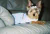 YorkieTalk Halloween 2005 Contest Submissions! Enter here!-cieradorothy2.jpg
