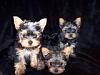 yorkie puppies at 8weeks-pups8wks071308-1resize.jpg