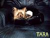 Positions in bed....YORKIES ONLY !!!-y-tara2118.jpg