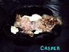 Positions in bed....YORKIES ONLY !!!-y-casper2111.jpg