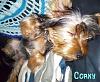 Positions in bed....YORKIES ONLY !!!-y-corky2100.jpg