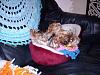 Positions in bed....YORKIES ONLY !!!-y-casper2008-001.jpg