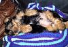 Positions in bed....YORKIES ONLY !!!-y-corky834.jpg