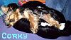 Positions in bed....YORKIES ONLY !!!-y-corky2129.jpg