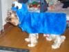 YorkieTalk Halloween 2005 Contest Submissions! Enter here!-cimg1696.jpg