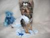 YorkieTalk Halloween 2005 Contest Submissions! Enter here!-tongue.jpg