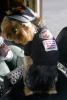 YorkieTalk Halloween 2005 Contest Submissions! Enter here!-img_8156.jpg