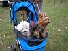double stroller for bella and jessica-picture251.jpg
