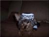 YorkieTalk Halloween 2005 Contest Submissions! Enter here!-denero-027.jpg
