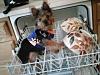 CoCoa B./Wants 2 play in the dishwasher:-multimedma20397442-0003.jpg