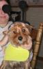 YorkieTalk Halloween 2005 Contest Submissions! Enter here!-stewbee3.jpg