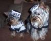 Such cute yorkies in the costume contest!-both-034.jpg