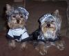 Such cute yorkies in the costume contest!-both-035.jpg