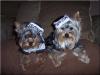 Such cute yorkies in the costume contest!-both-036.jpg