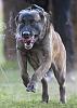 K-9 Congressional Medal of Honor Winner-brutus.jpg