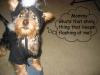 Such cute yorkies in the costume contest!-ps4670.jpg