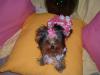 YorkieTalk Halloween 2005 Contest Submissions! Enter here!-costume5.jpg