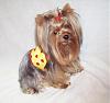 What is the consensus on putting bows in Male Yorkies hair?-ladybug-1-.jpg