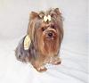 What is the consensus on putting bows in Male Yorkies hair?-bee-rylie.jpg