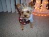 YorkieTalk Halloween 2005 Contest Submissions! Enter here!-brownie3.jpg